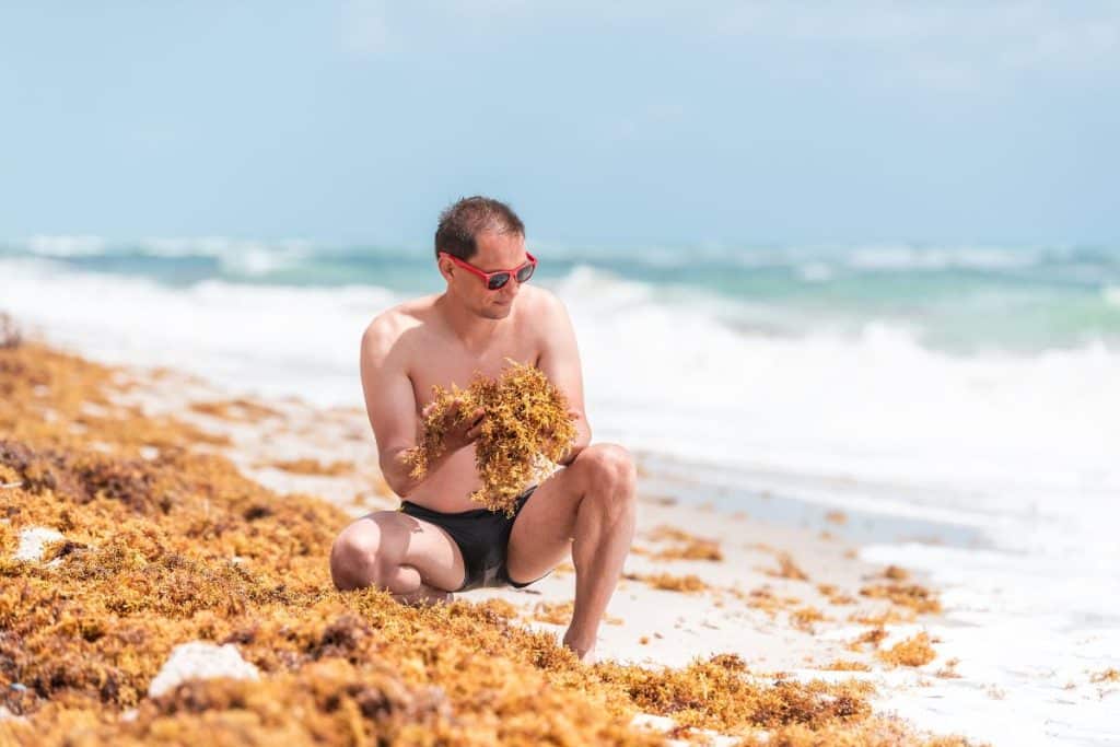 Les algues sargasses commencent à envahir les plages de Floride en nombre record