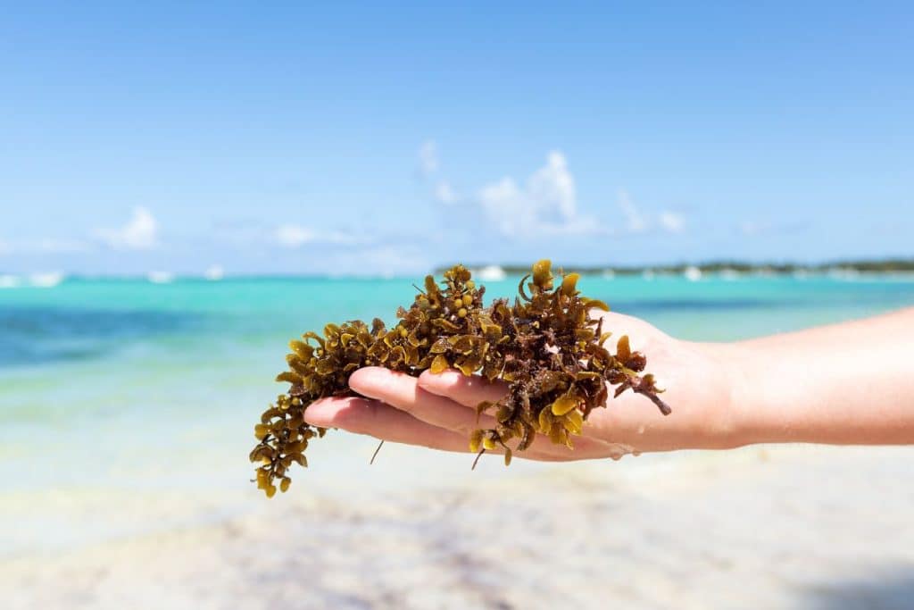 Les algues sargasses qui recouvrent les plages de Floride sont-elles dangereuses pour les humains ?