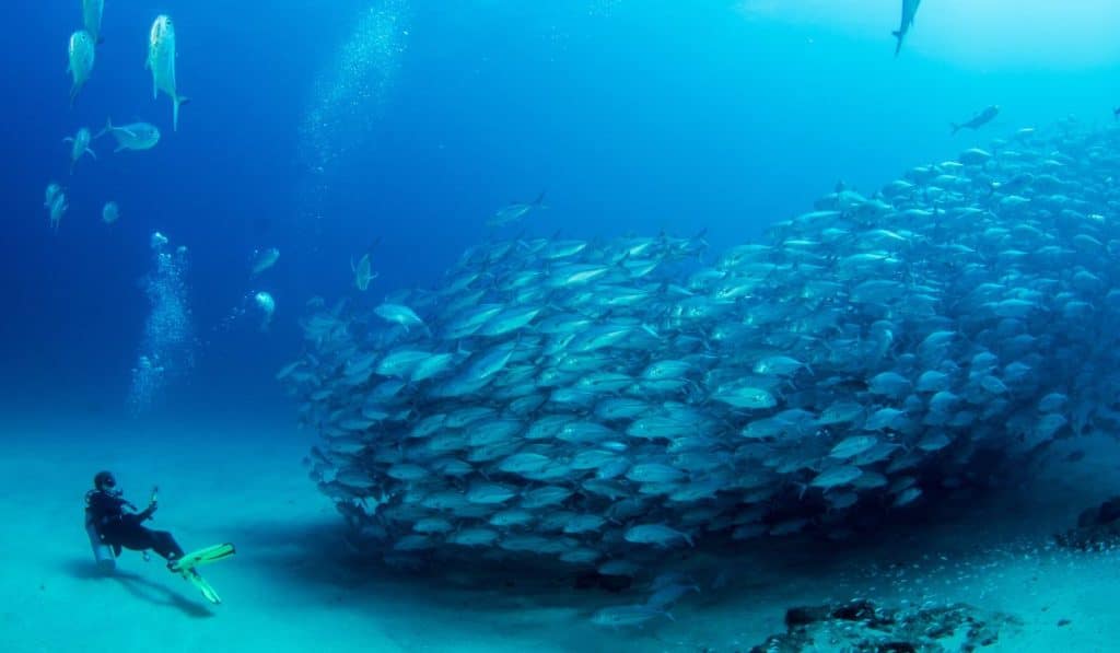6 meilleurs endroits et activités autour de Los Cabos cet hiver
