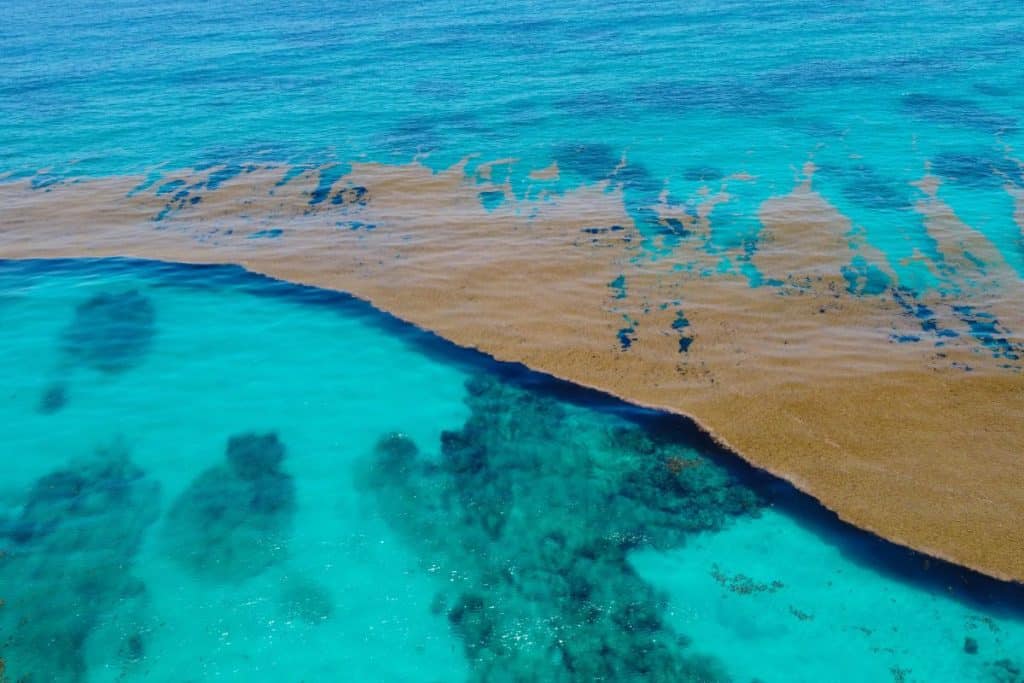 Le changement climatique est-il responsable du fait que des gouttes d'algues de 5 000 milles flottent vers la Floride et le Mexique ?