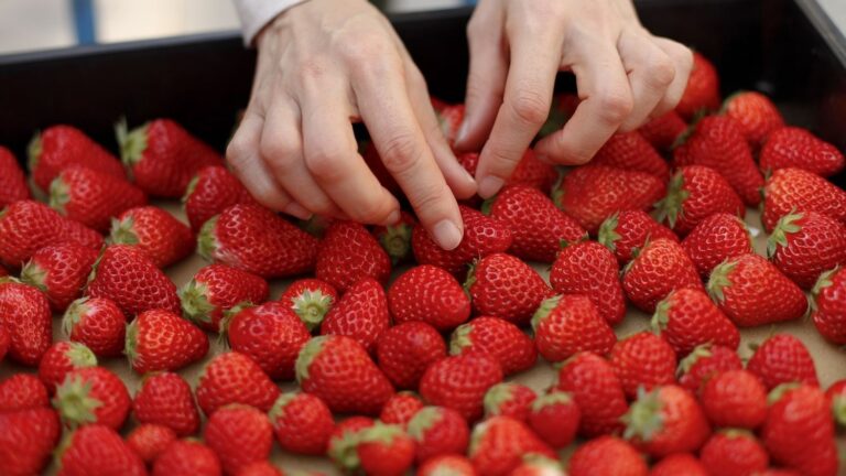 Hépatite A détectée dans des fraises du Maroc