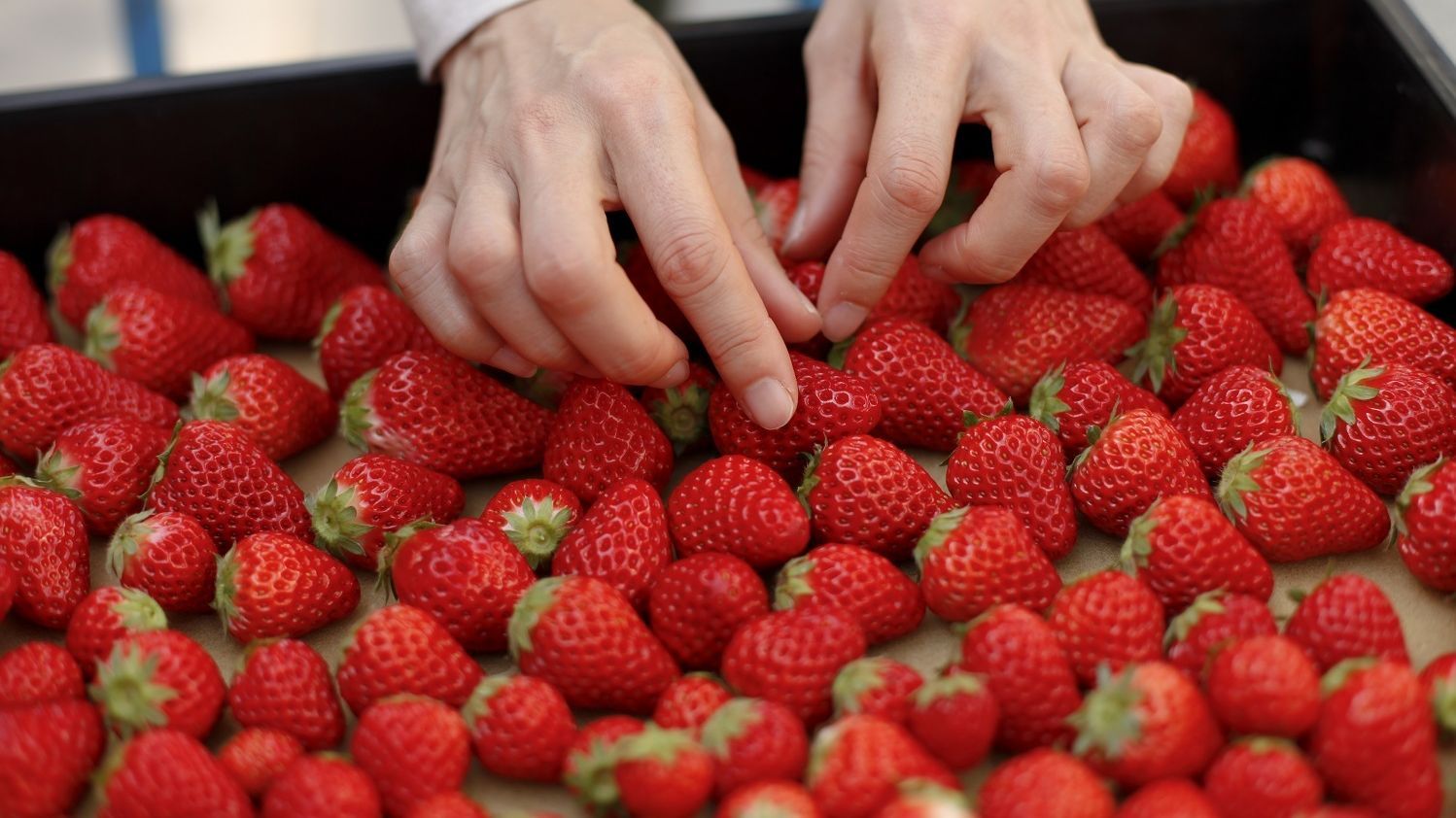 Una operaria manipula una caja de fresas