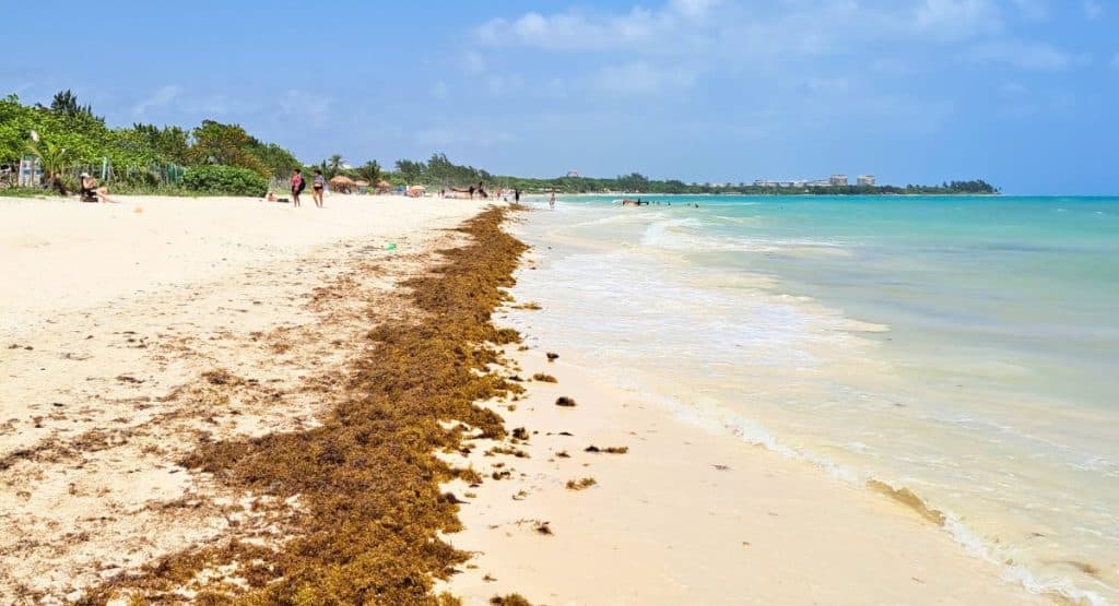 Les Caraïbes mexicaines annoncent officiellement l'arrivée d'algues
