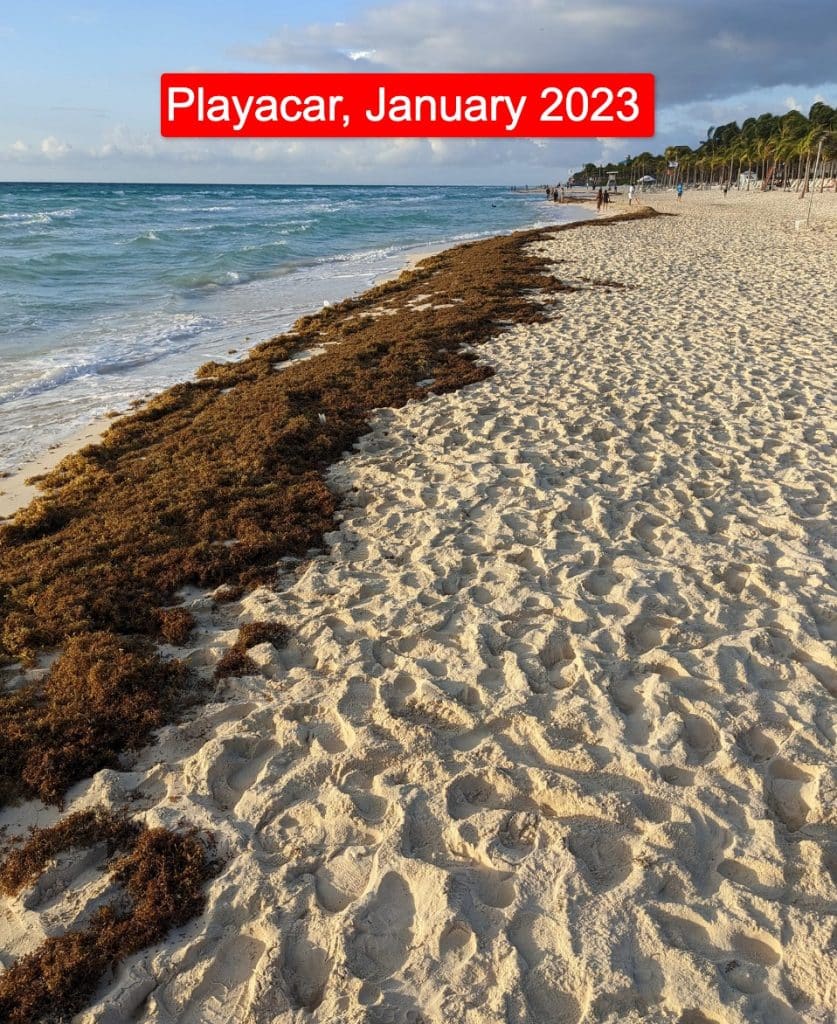 Les Caraïbes mexicaines signalent une réduction massive des algues sur les plages en 2024