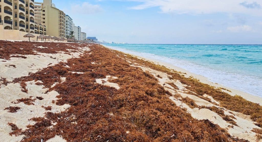 Les stations balnéaires de Cancún se préparent à un afflux massif d’algues sargasses