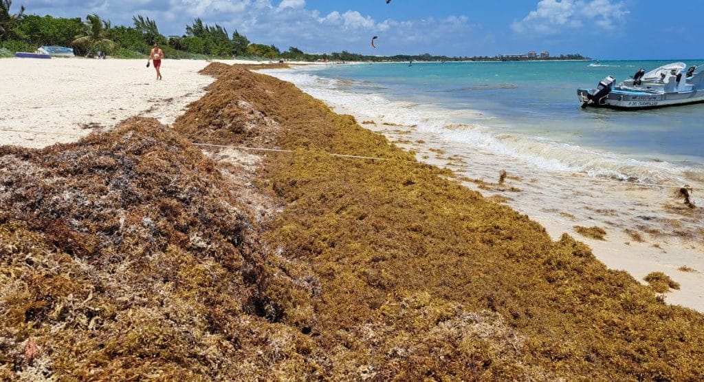 La marine mexicaine installe 8 600 mètres de barrières pour lutter contre les sargasses dans les Caraïbes