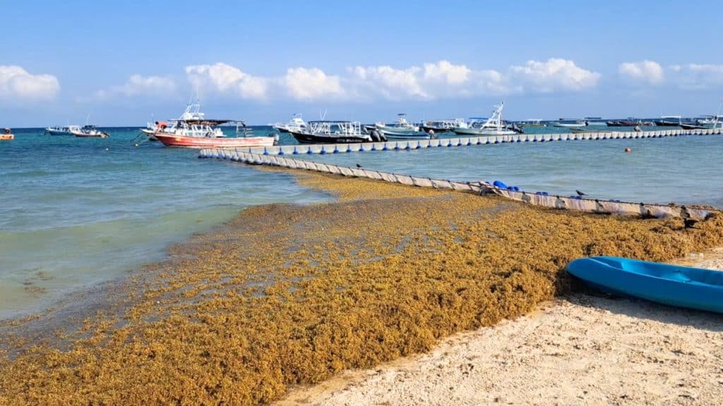 Les Caraïbes mexicaines connaissent la plus grande arrivée d’algues de la saison 2024