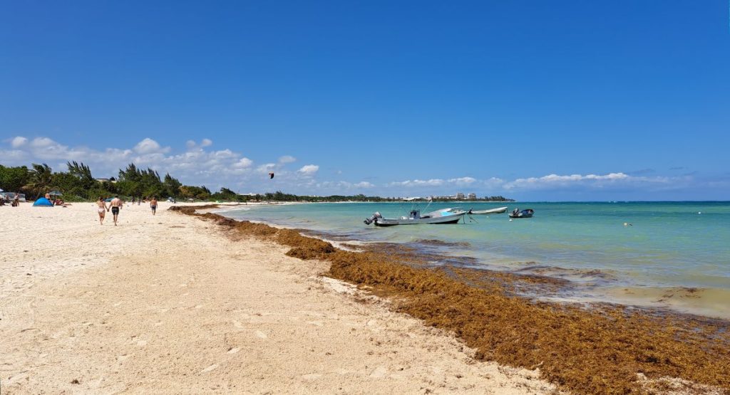 Les autorités ont déclenché une alerte aux sargasses pour Cancun et le reste des Caraïbes mexicaines