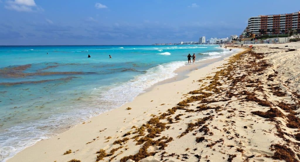 Les stations balnéaires de Cancún se préparent à un afflux massif d’algues sargasses