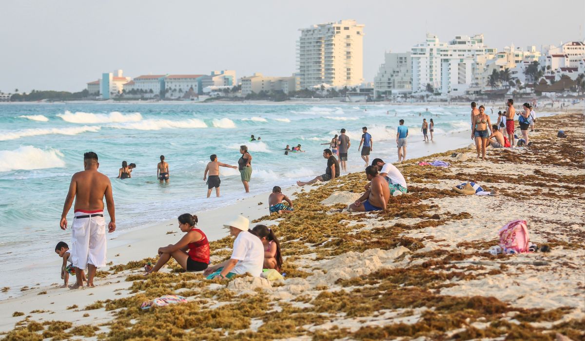Seaweed Season 2024 In A Full Swing: Should You Avoid Swimming In Sargasso?