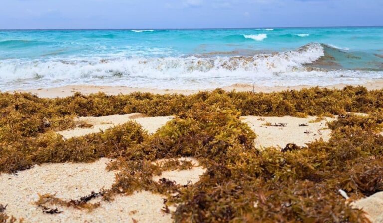 Comment les algues brunes nuisent-elles aux écosystèmes et au tourisme des Caraïbes