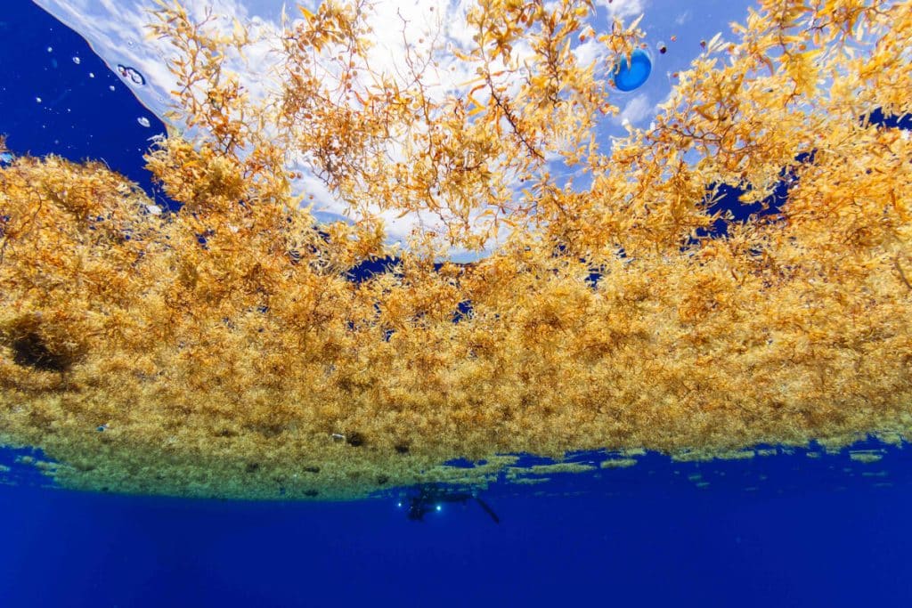 Greenpeace découvre des quantités choquantes de plastique dans la mer des Sargasses