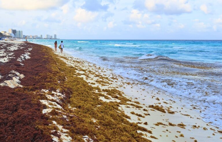 Les touristes affluent à Cancun malgré la montée des algues sargasses