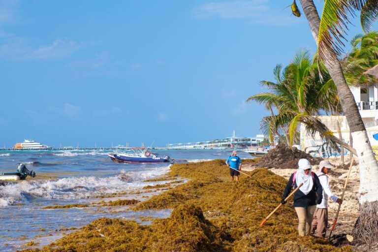 Playa Del Carmen voit 1 000 tonnes d'algues de moins, mais les prévisions ne sont pas optimistes