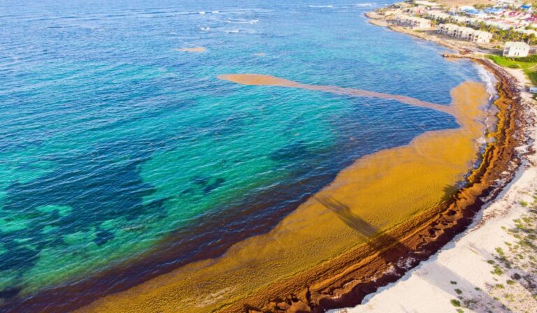 Des scientifiques révèlent de nouvelles découvertes sur les causes des invasions anormales de sargasses dans les Caraïbes