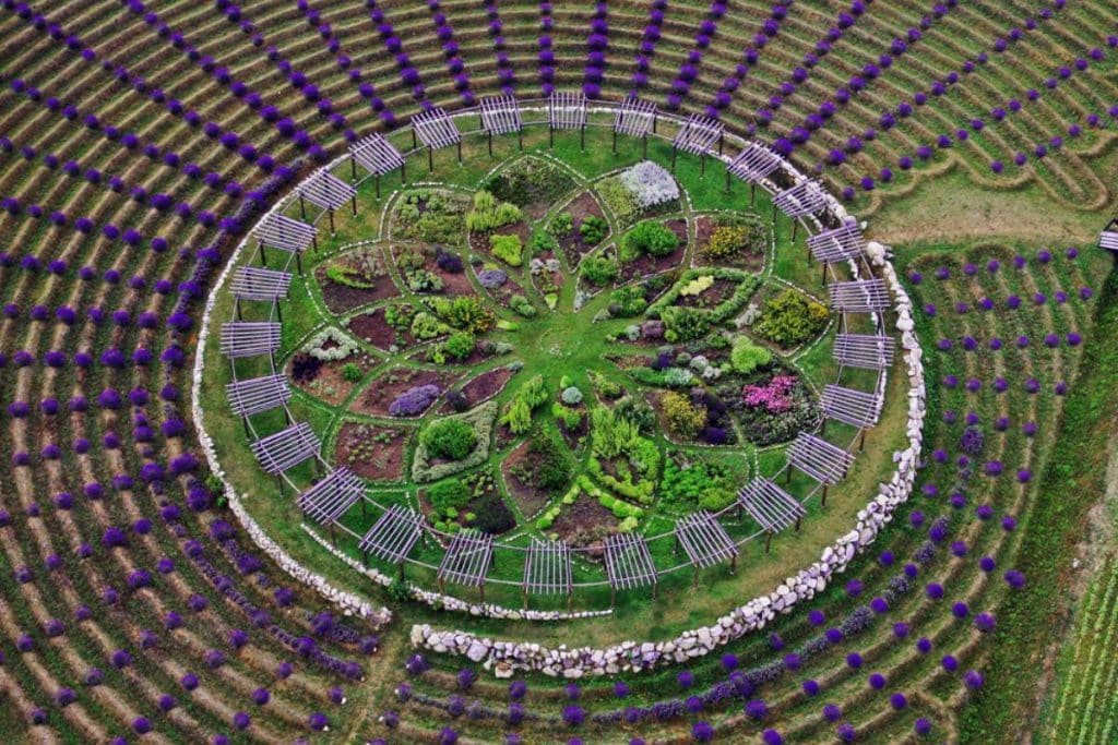 Labyrinthe mystique de lavande en fleurs