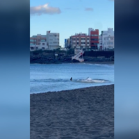 Ils ferment une plage de Gran Canaria après avoir aperçu un requin