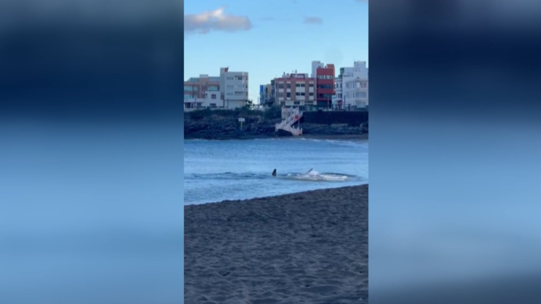 Ils ferment une plage de Gran Canaria après avoir aperçu un requin