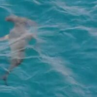 Les autorités de Gran Canaria surveillent trois requins