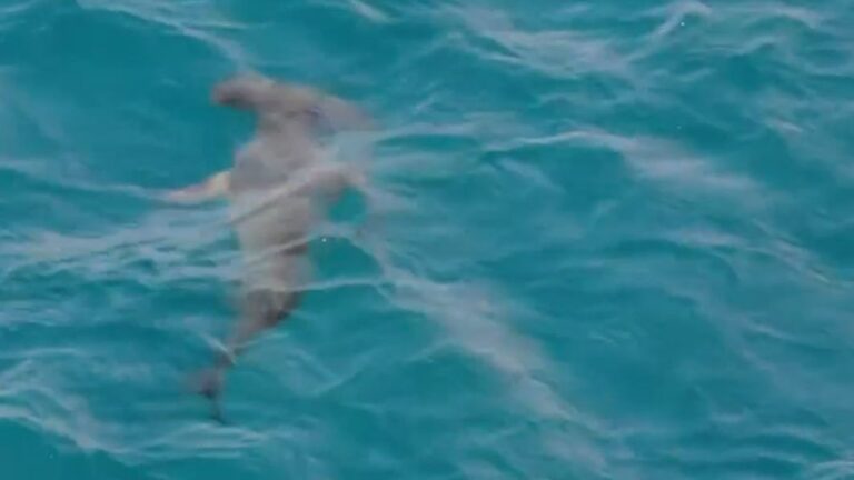 Les autorités de Gran Canaria surveillent trois requins