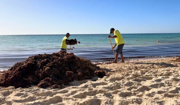 Une plage populaire de la République Dominicaine lutte contre l’invasion des sargasses et le problème des déchets
