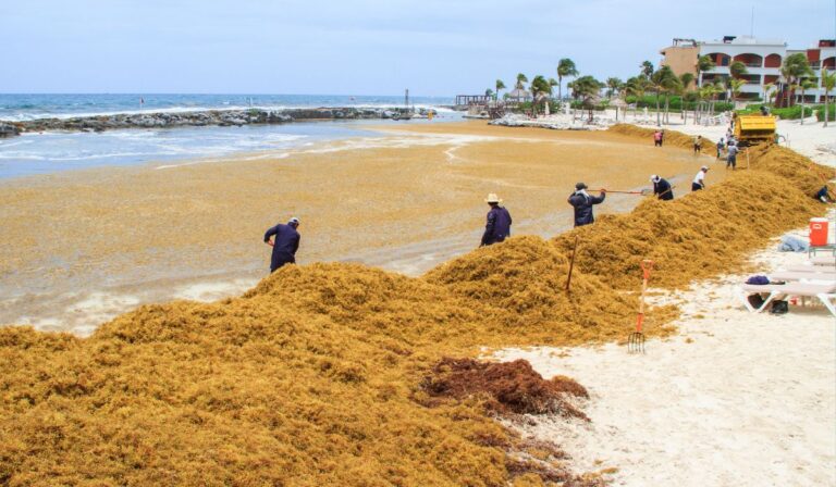 Les algues sargasses envahissent les plages de Playa Del Carmen après l'ouragan Beryl