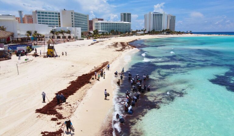 Cancun accueillera un sommet pour explorer les opportunités économiques des sargasses