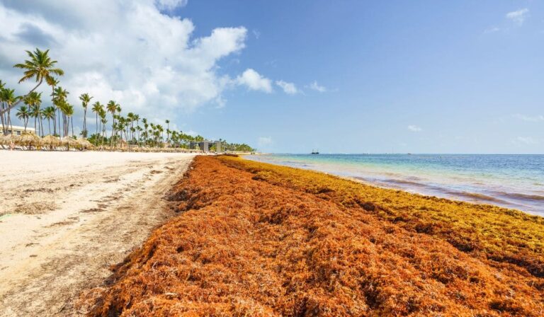 Alors que Cancun est exempte de sargasses, Punta Cana connaît des arrivées massives