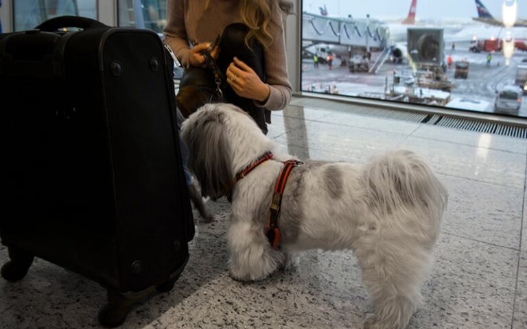 LATAM Airlines : Nouvelle politique pour le transport d'animaux de compagnie vers les USA