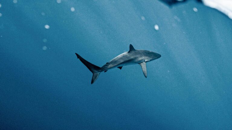 Une jeune femme meurt après une attaque de requin à 500 km de Gran Canaria