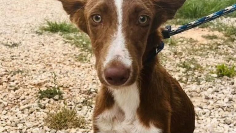 DANA détruit un refuge pour animaux à Valence : « Nous demandons un refuge urgent »