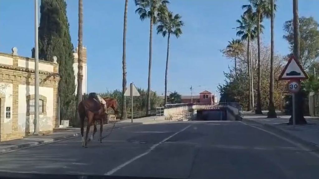cheval