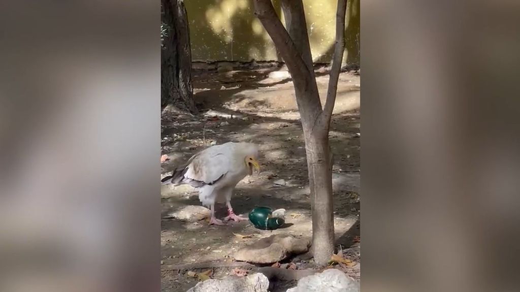 oiseau