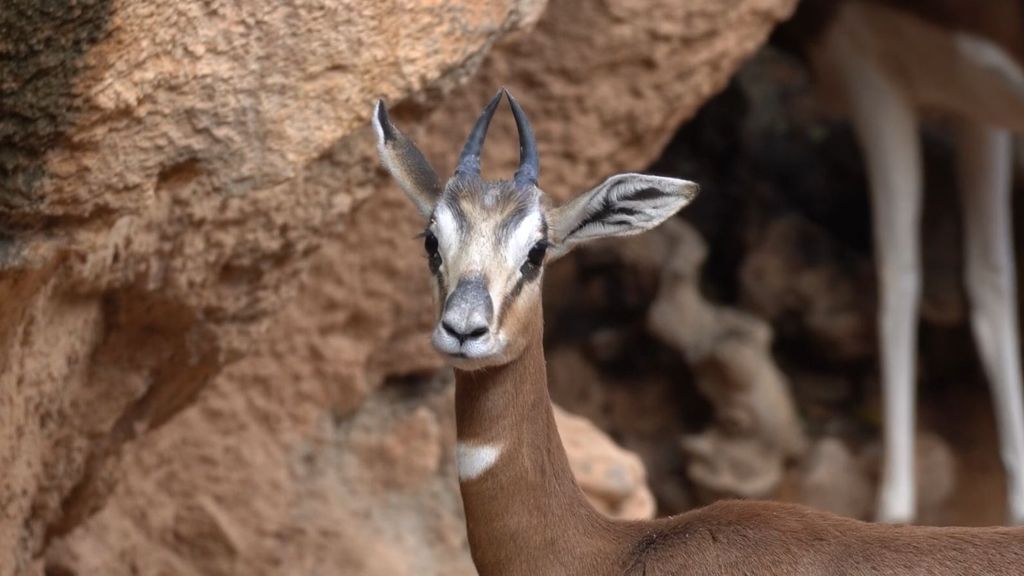 gazelle