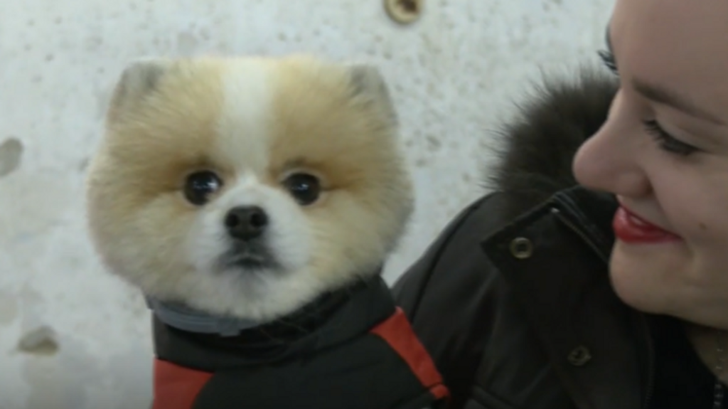 Pets Market Zaragoza, la foire où vous pourrez profiter de notre animal de compagnie et où son indépendance est encouragée