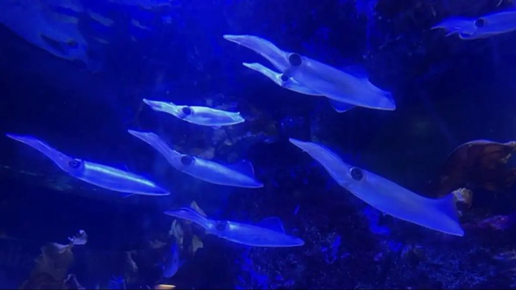 L'Aquarium de La Corogne a incorporé vingt calamars de la variété 'Loligo vulgaris'