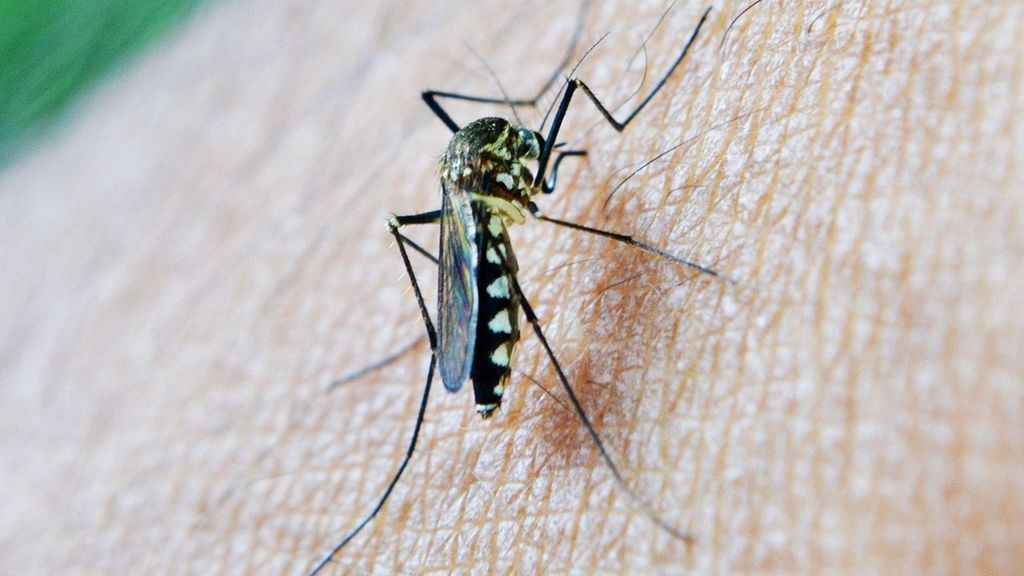 Image de ressource d'un moustique transmettant le virus du Nil occidental