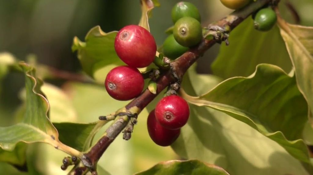 Le manque de pluie fait monter le prix du café dans le monde, ce dont l'Espagne profite pour le cultiver