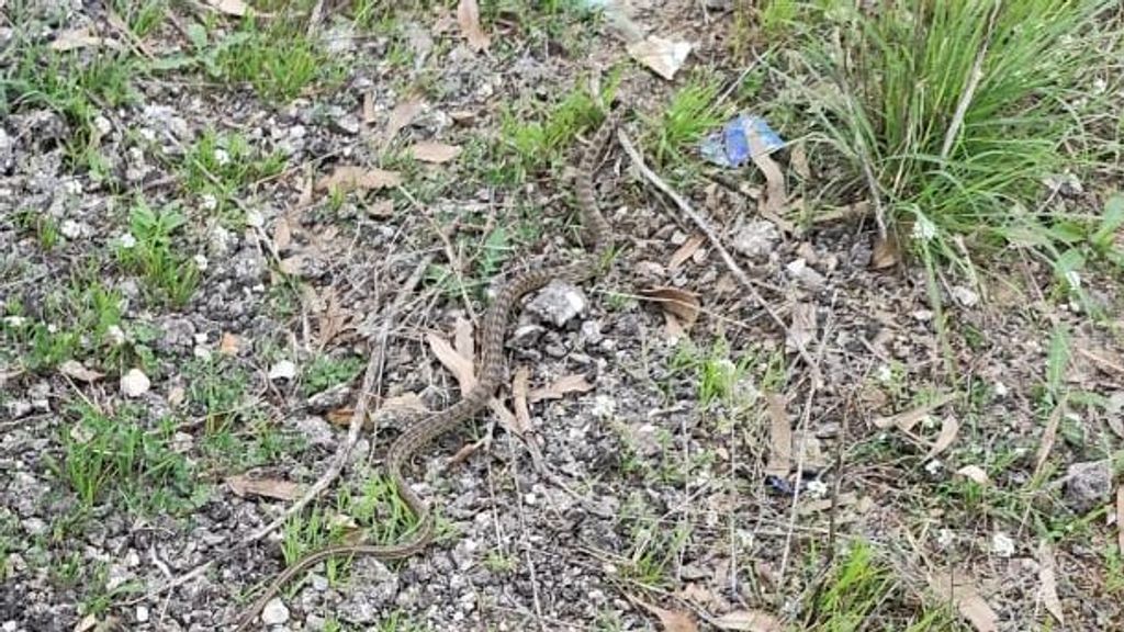 Serpent capturé par des policiers locaux