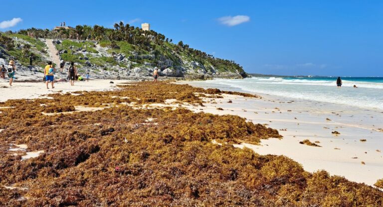 Les sargasses éliminées sur les plages de Tulum chuteront de près de 70 % en 2024
