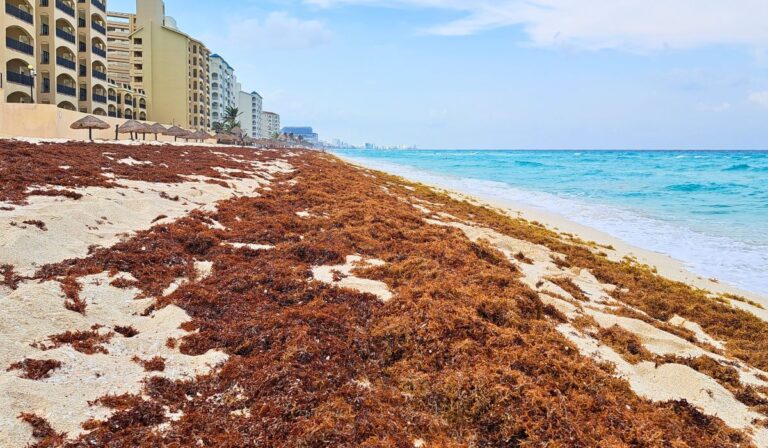 Cancun Sargassum Saison 2025 – Prédictions, mises à jour, carte, etc.