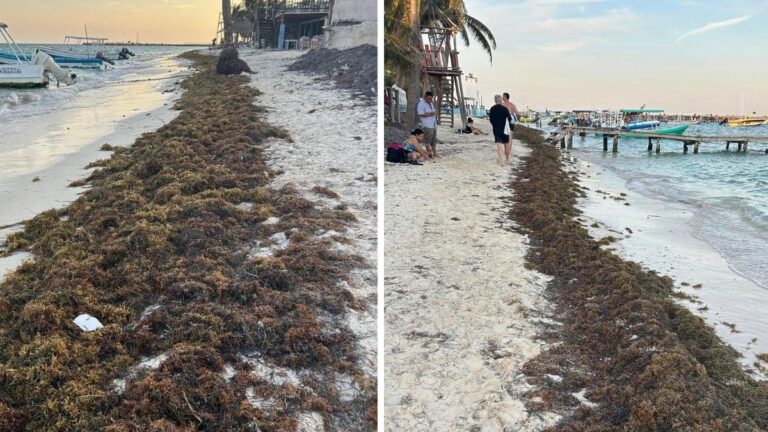 Les Caraïbes mexicaines voit la première invasion significative des sargasses en 2025