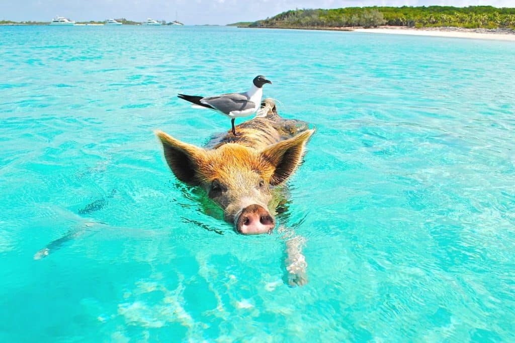 les plus belles plages des Bahamas