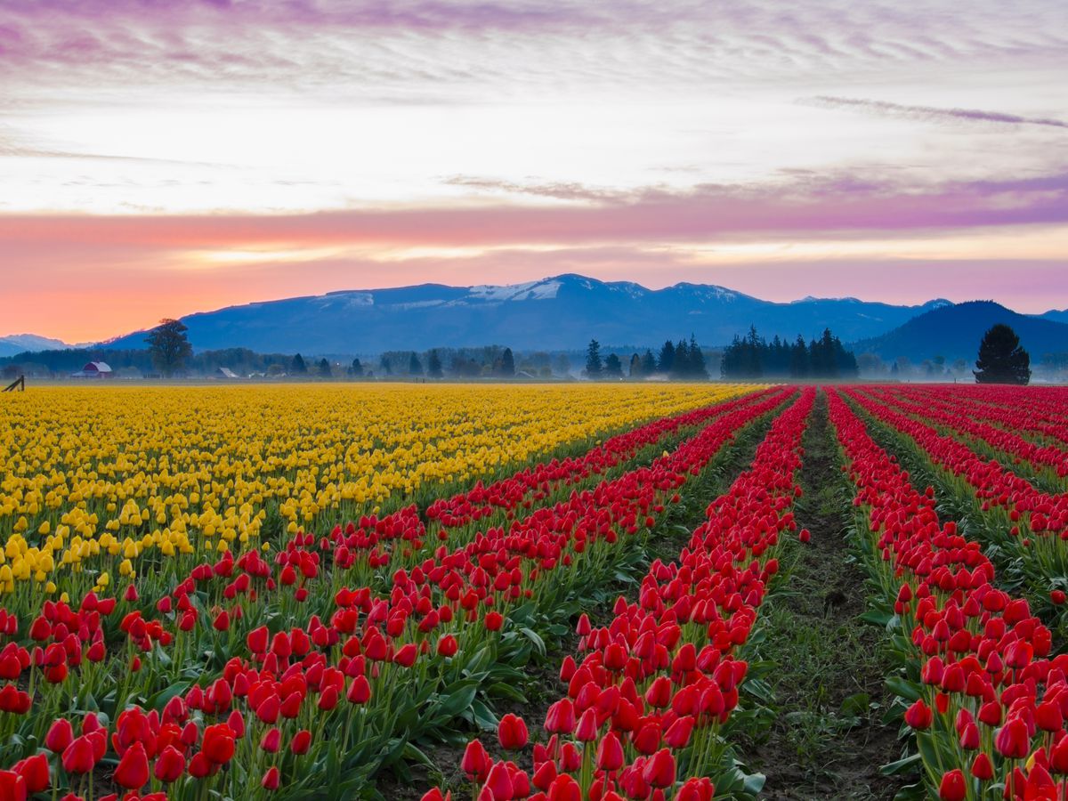 Skagit Valley, Washington en avril