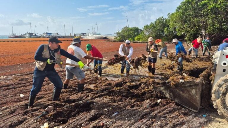 100 tonnes de Sargasse collectées dans cette partie des Caraïbes mexicaines en une journée