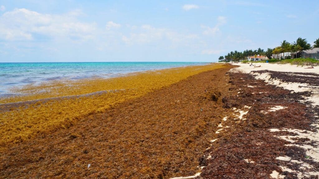 La marine mexicaine recueille 1,5 tonne de sargasse le long des plages du Mexique