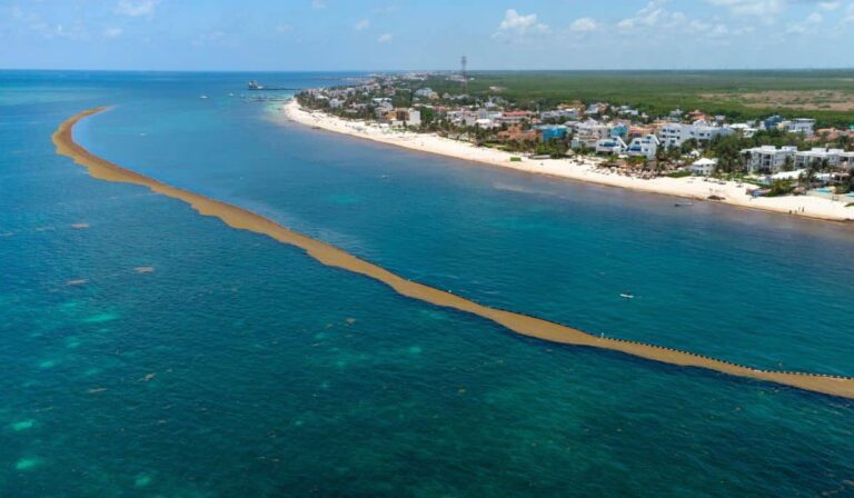 Barrière anti-argasse de 1,5 mile installé à Playa del Carmen pour protéger le tourisme et l'écosystème