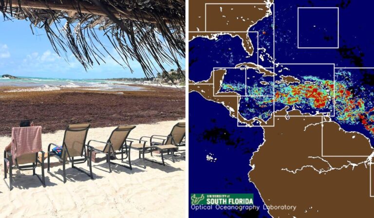 Les images satellites révèlent un afflux de sargasse en Floride et à Cancun en mai