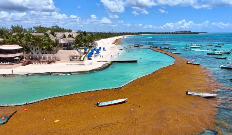 31 millions de tonnes de Sargasse se dirigeant vers les plages de la Floride, du Mexique et des Caraïbes