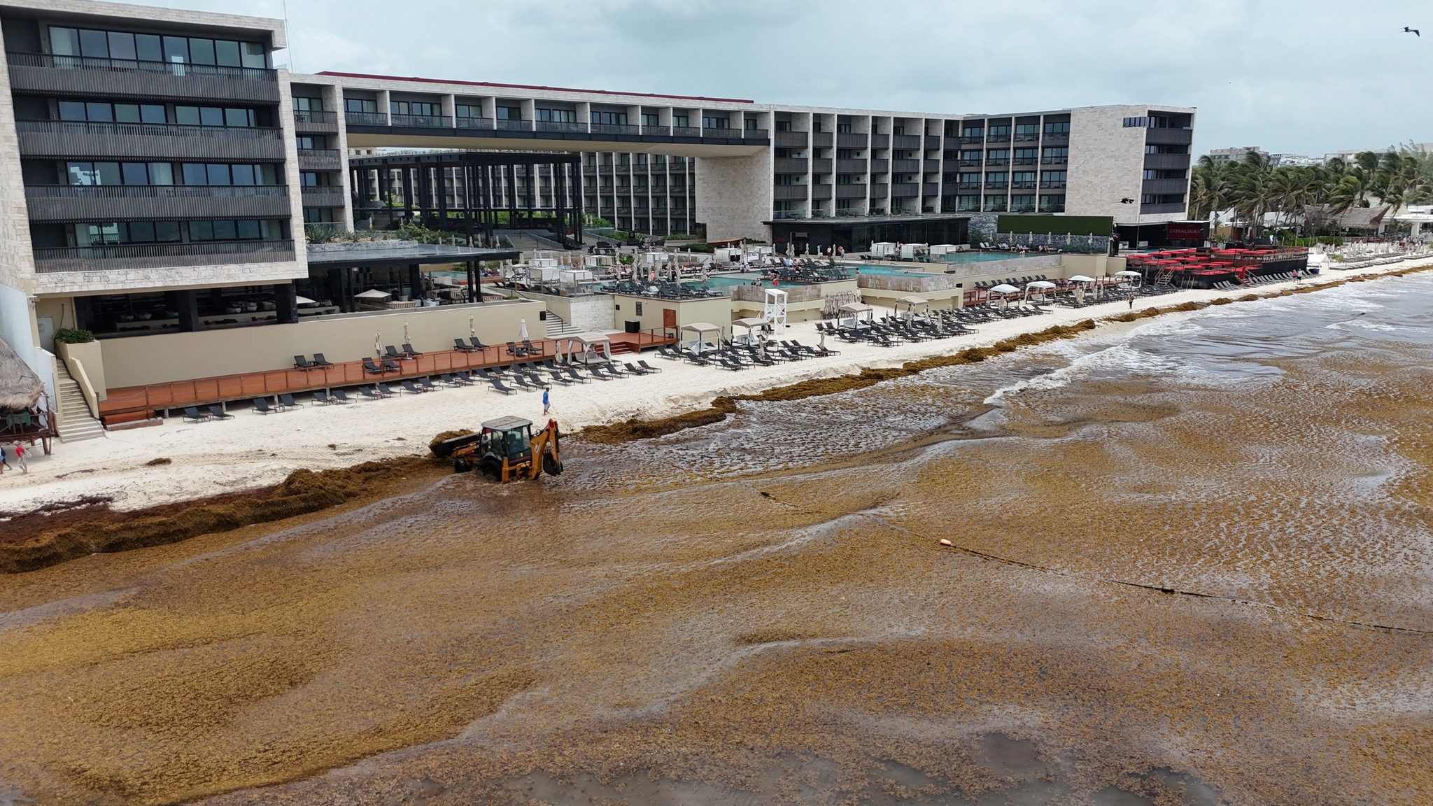 Les plages mexicaines submergées par la pire arrivée de Sargasse de tous les temps